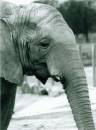 old_elephant_1.jpg