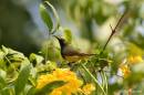 olive-backed_sunbird01.jpg