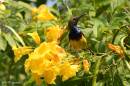 olive-backed_sunbird03.jpg
