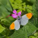 orange_tip1.jpg