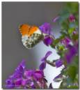 orangetip260407-008_copy.jpg