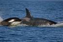 orca.jpg