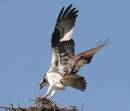 osprey3.jpg