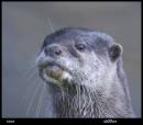 otter.jpg