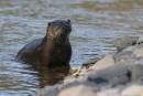 otter_wpf_1.jpg