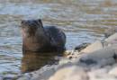 otter_wpf_2.jpg