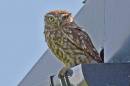 owl1J.jpg