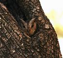 owl9.jpg