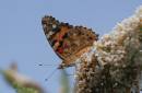 painted-lady-jul-25-2006-2.jpg