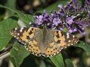 painted_lady_fosse_meadows_oct_2_2016.jpg