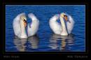 pair_of_swans.jpg