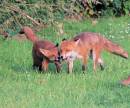 parent_cub_0083.jpg