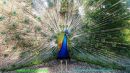 peacock10.jpg