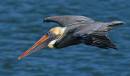 pelican-flying.jpg