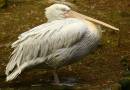 pelican1.jpg