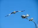 pelican_soaring_Qld.JPG