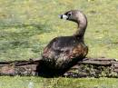perched_pbgrebe_WPF.jpg
