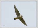 peregrine_copy_filtered.jpg