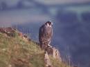 peregrine_juv.jpg