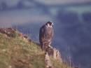 /gallery/data/501/thumbs/peregrine_juv.jpg