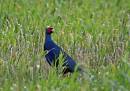 pheasant.jpg