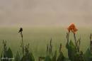 pied_bushchat01.jpg