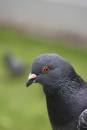 pigeon001.jpg