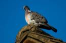 pigeon3.jpg