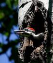 /gallery/data/501/thumbs/pil_wp_nest1_WPF.jpg