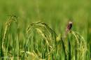 plain_prinia01.jpg