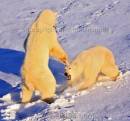 polar_bears135.jpg