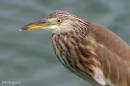 pond_heron05.jpg