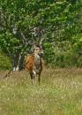 poolewe_-_red_deer_and_swallow.jpg