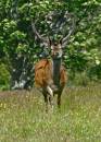 poolewe_red_deer.jpg