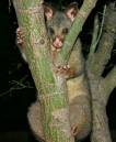 possum1.jpg