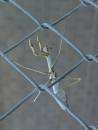 praying_mantis-_rock_roll.JPG