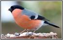 profile_of_a_male_bullfinch.jpg