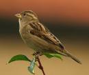 profilesparrowtreklens2.jpg