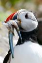 puffin.jpg