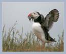 puffin1a.jpg