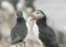 puffins1.jpg