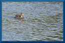 quack_scaled.jpg