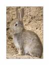 rabbit-2.jpg