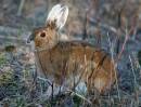 rabbit.JPG