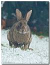 rabbit090207-008_copy.jpg