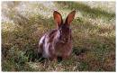 rabbit1.jpg