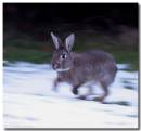rabbit1002090001s.jpg