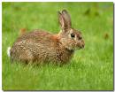 rabbit110207-011_copy.jpg