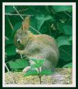 rabbit4.jpg
