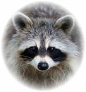 raccoon2.jpg